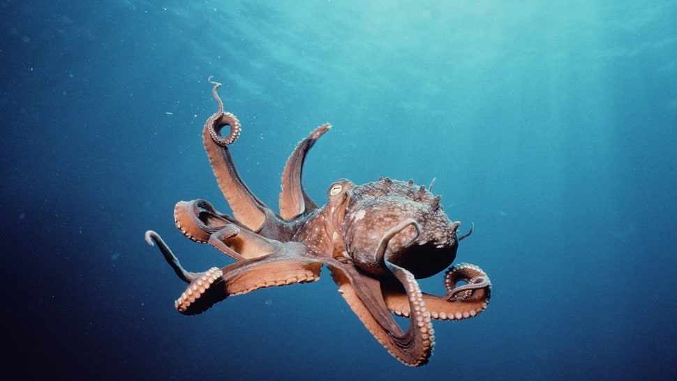 brown octopus swimming in ocean photo HD wallpaper
