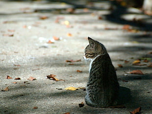 silver tabby cat