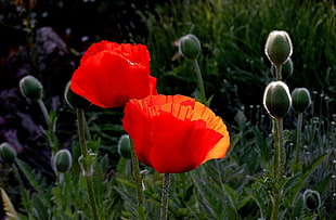 California Poppies closeup photo