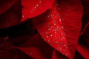red leaf HD wallpaper