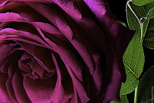 purple rose in macro shot photography HD wallpaper