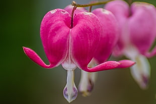 selective focus photography of pink Bleeding heart plant, bleeding hearts