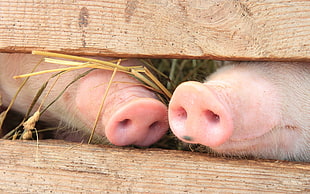 two pigs, animals, baby animals, nature, pigs HD wallpaper