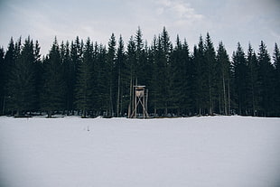 green pine tree lot, forest, snow