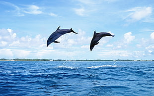 photo of two dolphin leaping during daytime HD wallpaper
