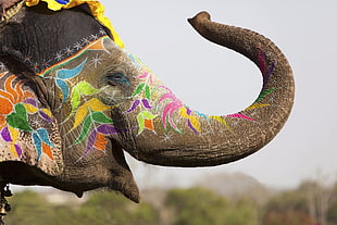 gray elephant, animals, elephant, body paint, Holi