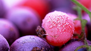 blueberry, fruit, macro HD wallpaper