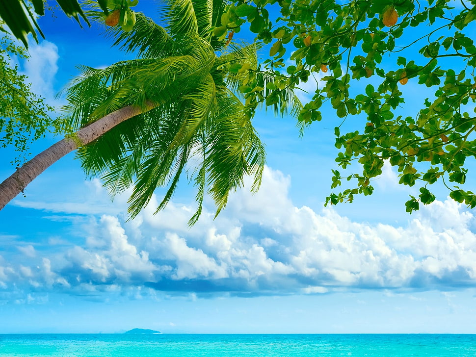low angle photo of coconut tree under white clouds HD wallpaper