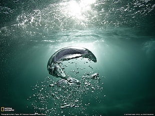 National Geographic book cover, water, sea, underwater, National Geographic