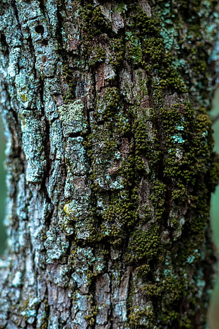 green moss HD wallpaper