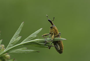 green weevil on green leaf closeup photography