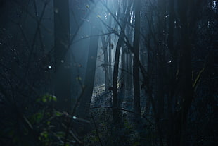 photography of tree during daytime