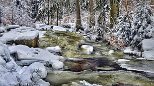 green leafed trees, winter, water, snow, nature