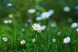 selective photography of white Daisy flowers during dawn, daisies HD wallpaper