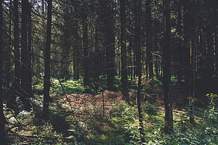 pine tree forest, nature, trees, forest