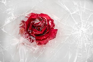 red rose, ice, plants, rose, flowers HD wallpaper