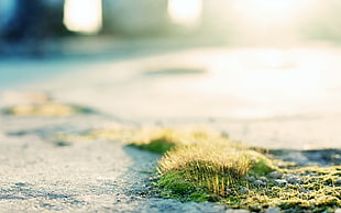 green grass, grass, macro