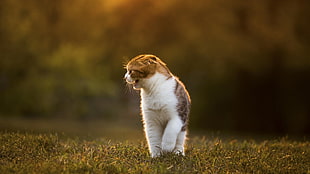 white and brown short-coated dog, grass, cat, animals