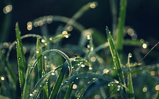 dew drops on green grass at daytime HD wallpaper