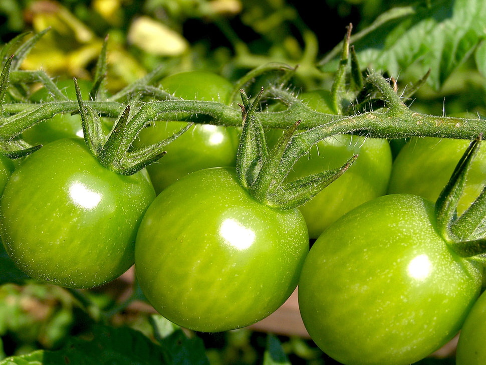closeup photo of green tomatoes HD wallpaper