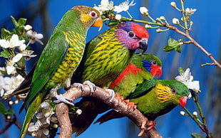 four green birds, parrot, birds, animals, branch HD wallpaper