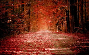 red scale red leaf tree HD wallpaper