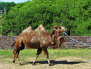 brown camel near tree