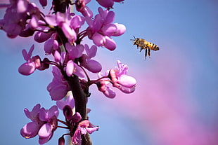 shallow focus photography of yellow bee flying near the purple petaled flower during daytime HD wallpaper