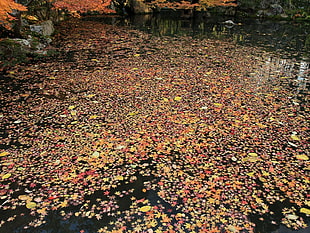 fallen leaves on calm body of water HD wallpaper