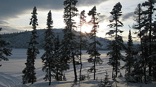 landscape photograph of snow field in forest