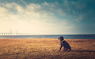 short-coated black dog, animals, photography, dog, beach HD wallpaper