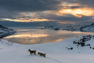 two wolfdogs walking on snow beside lake HD wallpaper