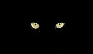 cat eye close up photography HD wallpaper