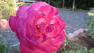 red petaled flower, flowers, garden, plants