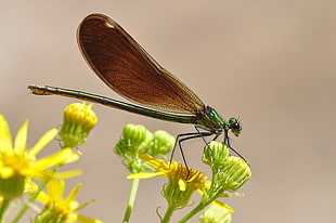 green damselfly perched on flower bud closeup photo