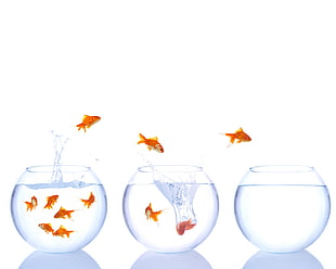 orange gold fish transferring at the other fish bowls HD wallpaper