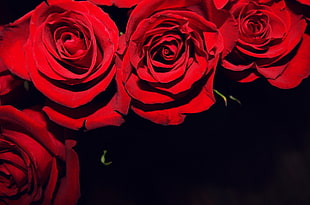 red roses