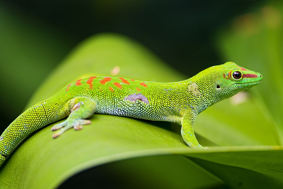 selective focus photo of green gecko HD wallpaper