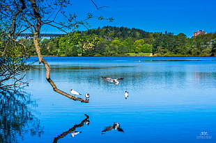 birds hovering above body of water, sweden HD wallpaper