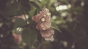 red flower, flowers, leaves, mauve, depth of field