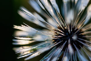 macro photography of white Dandelion HD wallpaper