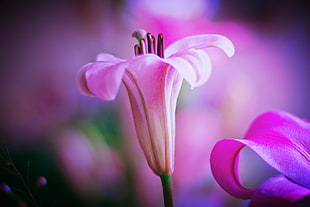 pink flower photo HD wallpaper