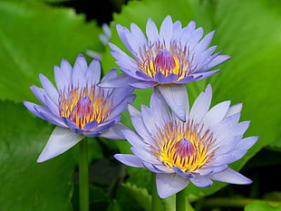 three purple-yellow-and-pink petal flowers