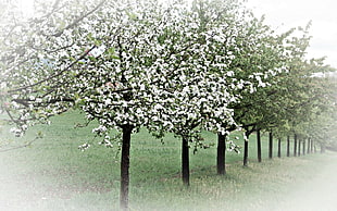 green and white trees