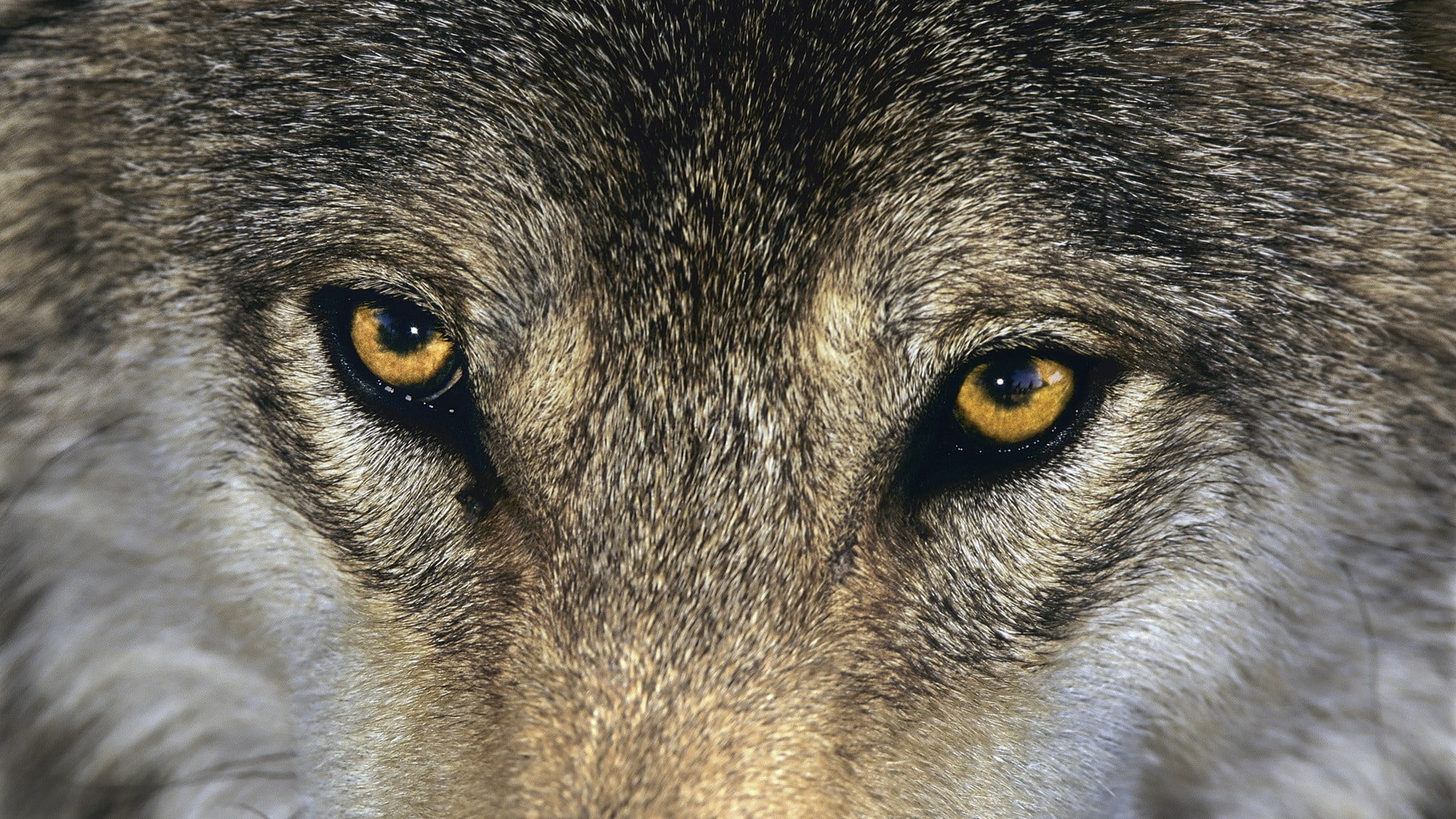 Brown Wolf Eyes
