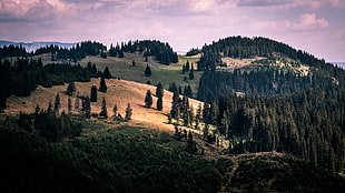 landscape photography of green trees, southern carpathians, romania HD wallpaper