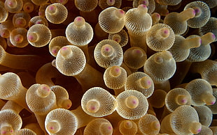 mushroom lot, nature, animals, sea anemones, macro HD wallpaper