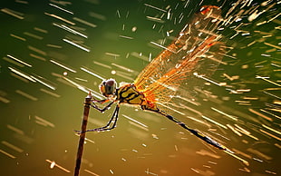 brown and black dragonfly in time lapse photography HD wallpaper