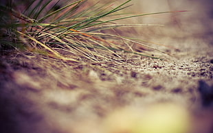 macro photo of fallen green pine tree leaves