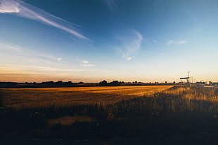 brown grassland, Sun, sunset, nature, field HD wallpaper